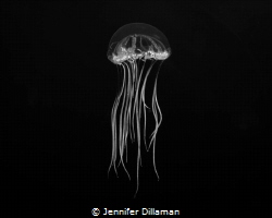 Image taken in the Exumas, just above the reef. The origi... by Jennifer Dillaman 